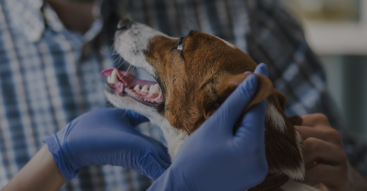 Diplomado-en-Cirugia-y-Cuidados-Intensivos-de-Animales-de-Compañia